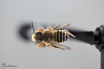 Media type: image;   Entomology 794854 Aspect: habitus dorsal view